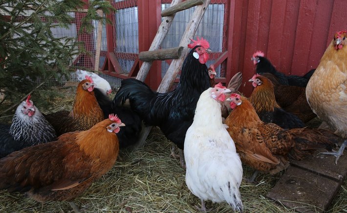 The Morning Chicken Check-In: A Slow Start That Sets the Tone