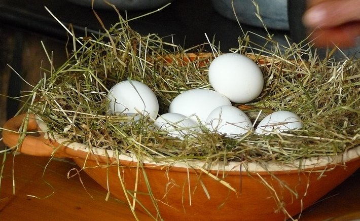 What the Hens Taught Me About Patience